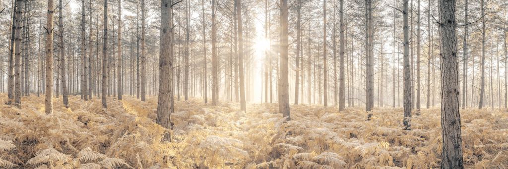 Rayons de soleil dans une forêt froide