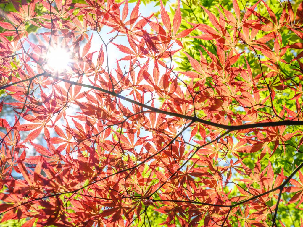 Feuilles rouges d'automne