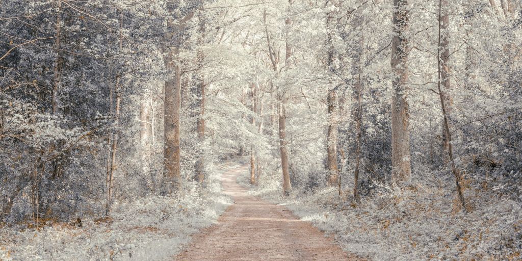 Un chemin à travers une forêt verdoyante