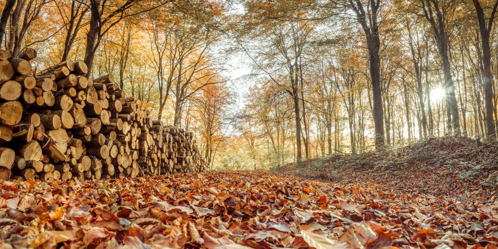 Troncs d'arbres dans la forêt d'automne