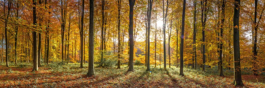 Journée d'automne ensoleillée