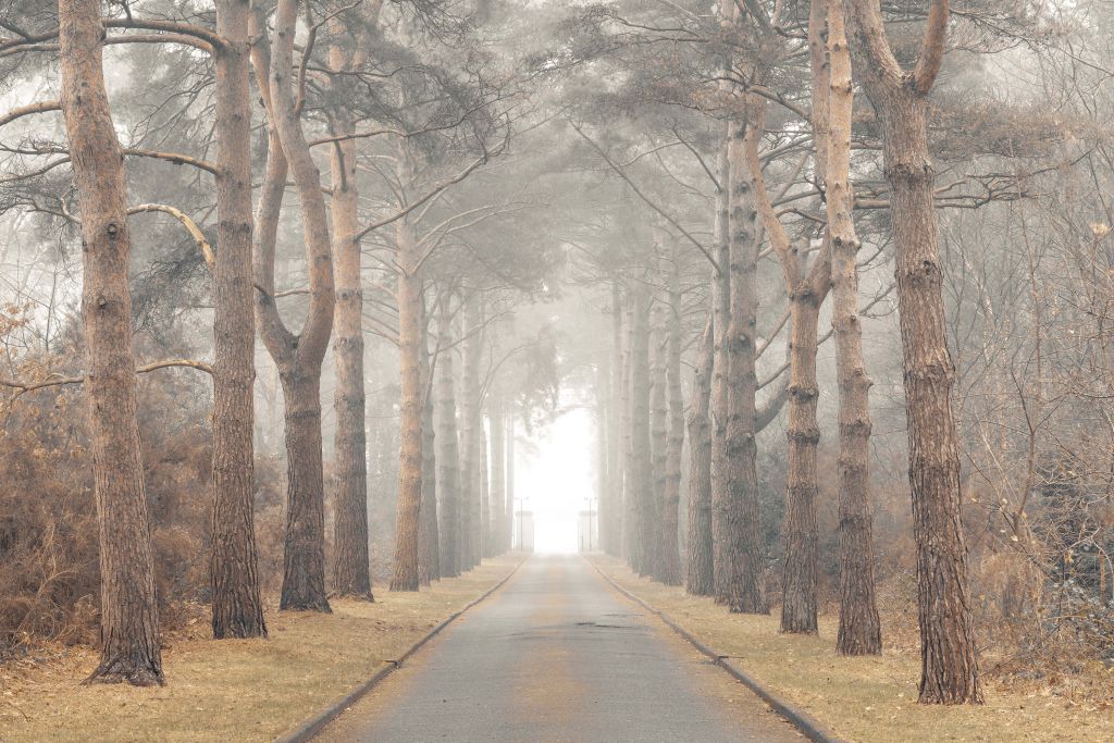 Forêt dans le brouillard