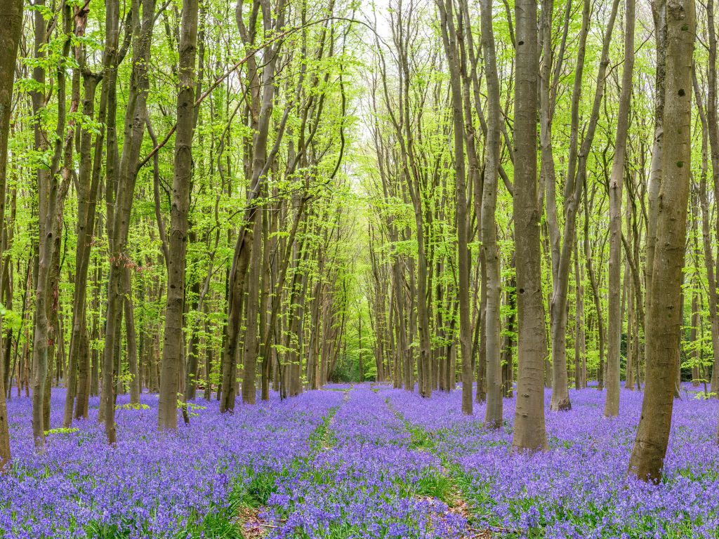 Traces de pneus à travers la forêt
