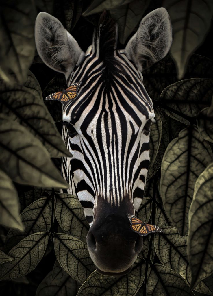 Portrait de zèbre de la jungle