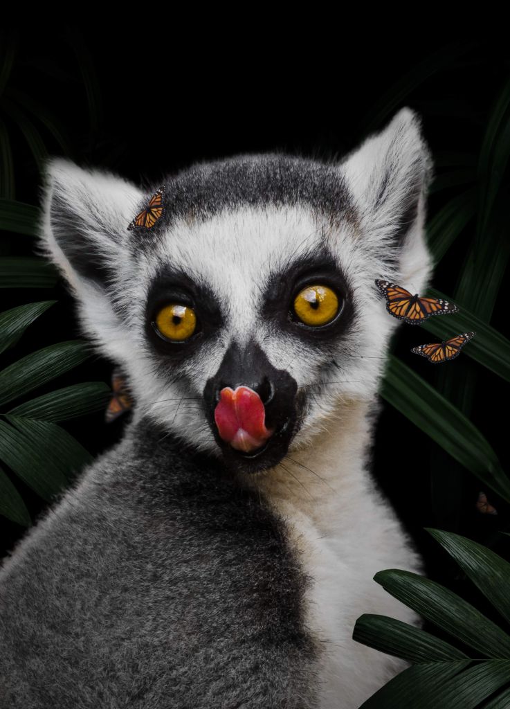 Jungle Lemur Portrait