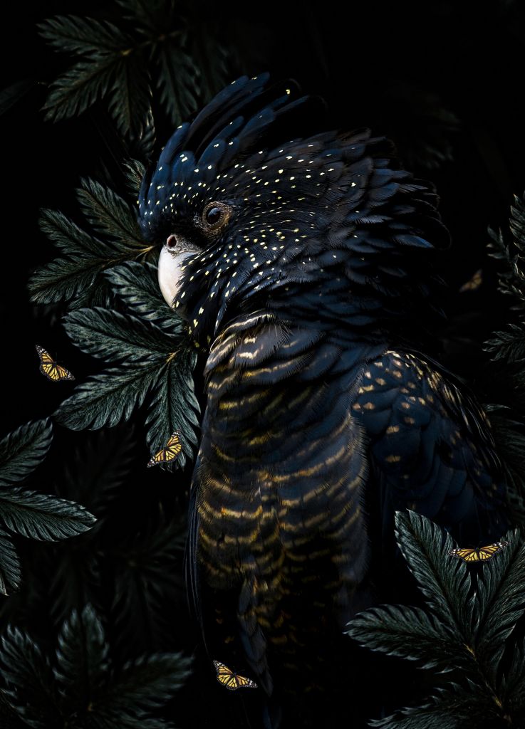 Jungle Cockatoo 2 Portrait