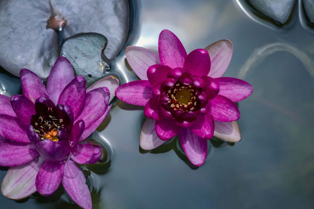 Fleur de lotus rose dans l'eau