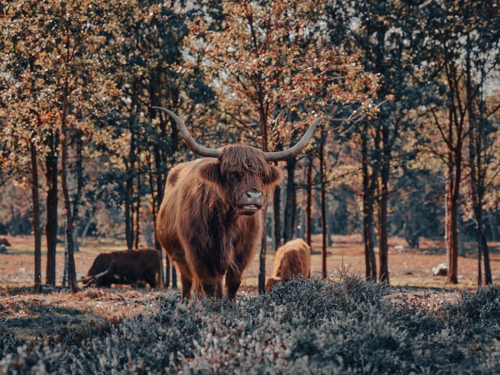 Highlander écossais à la lisière de la forêt