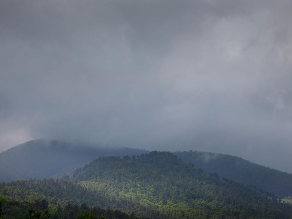 Nuages au-dessus des arbres dans les montagnes