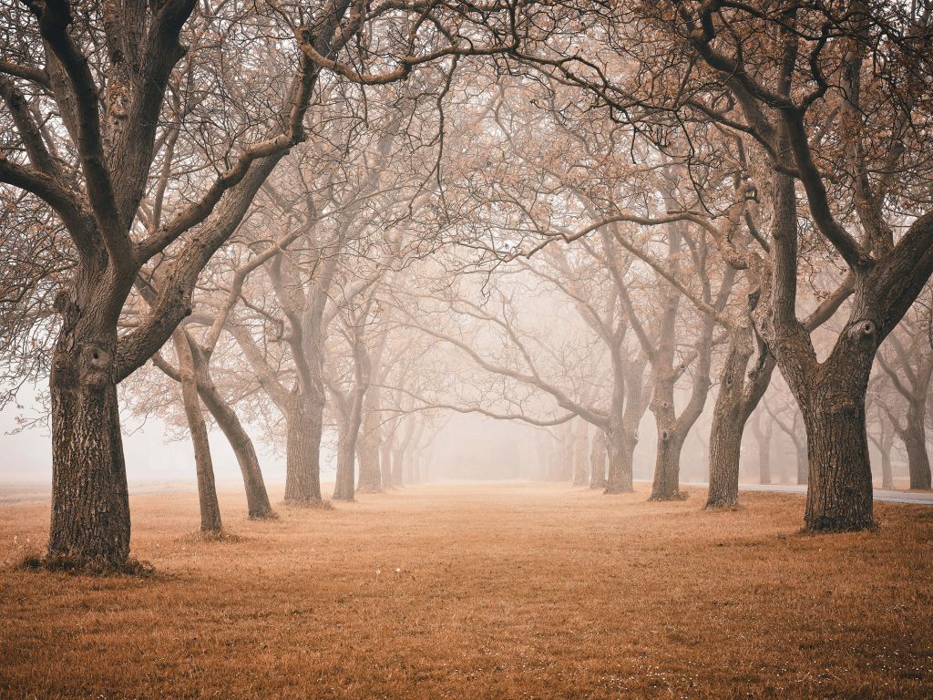 Rangée de vieux arbres