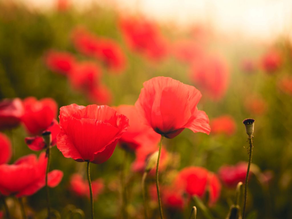 Coquelicots au lever du soleil