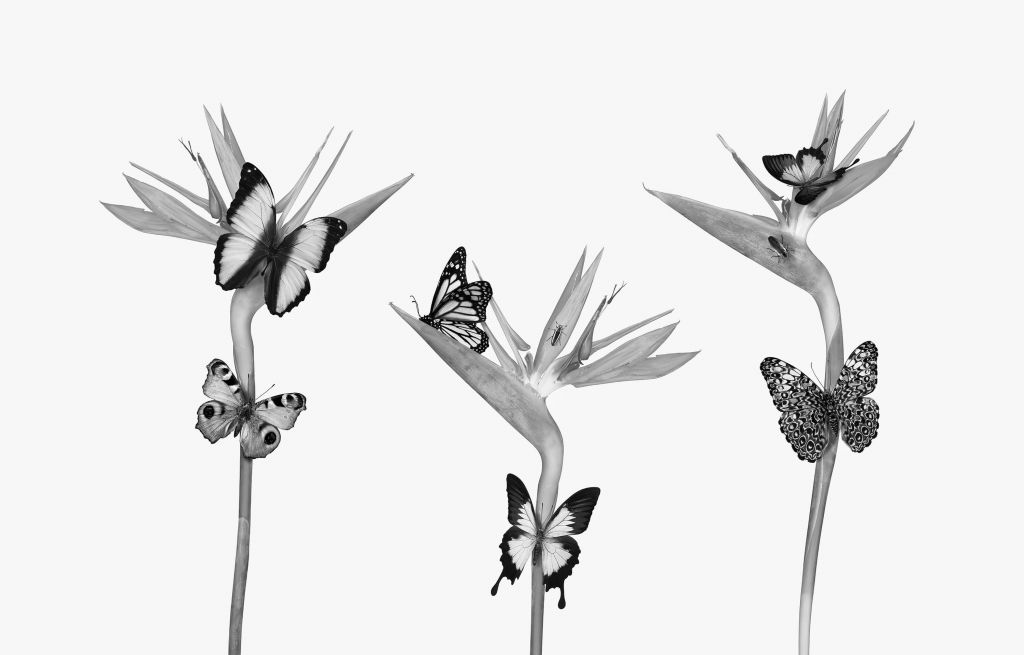 Papillons sur fleurs d'oiseaux de paradis