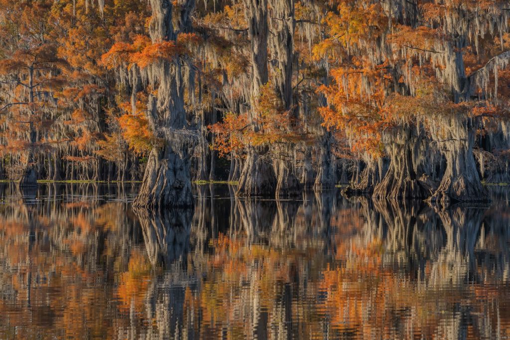 Caddo lake 4