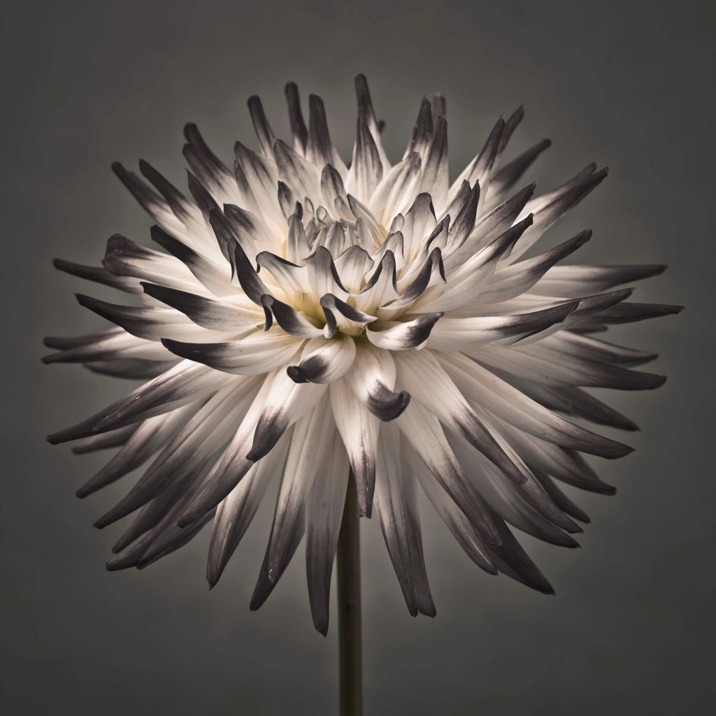 Fleur de dahlia noir et blanc