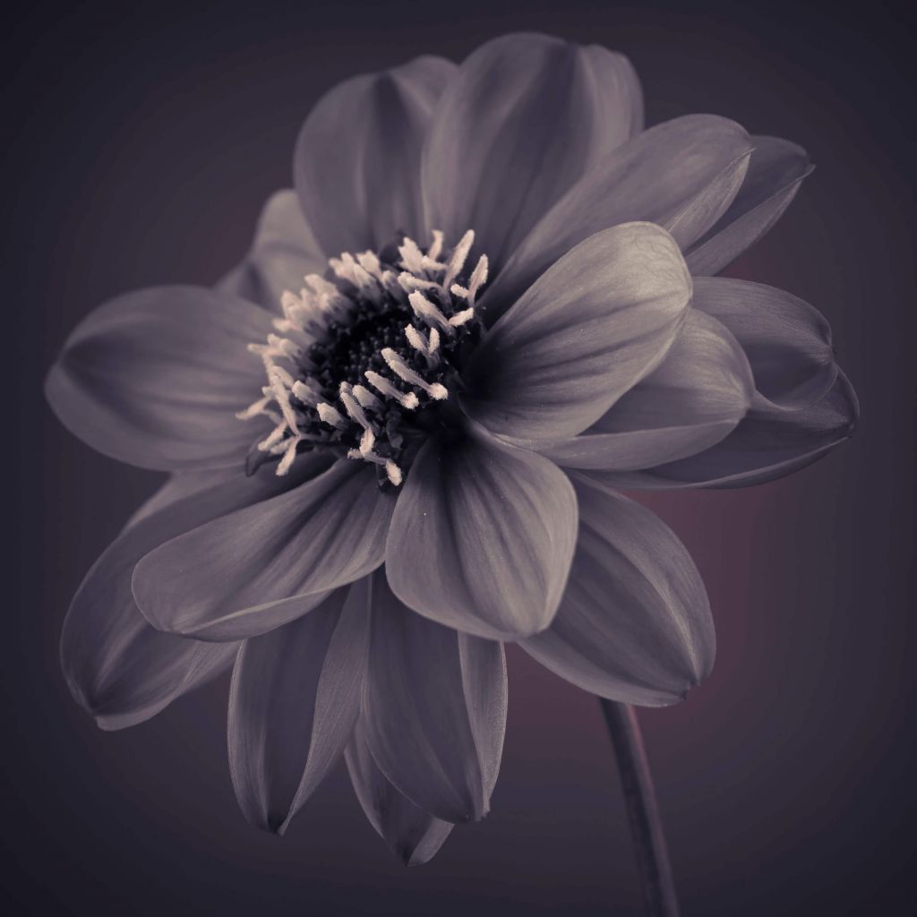 Fleur de dahlia foncé