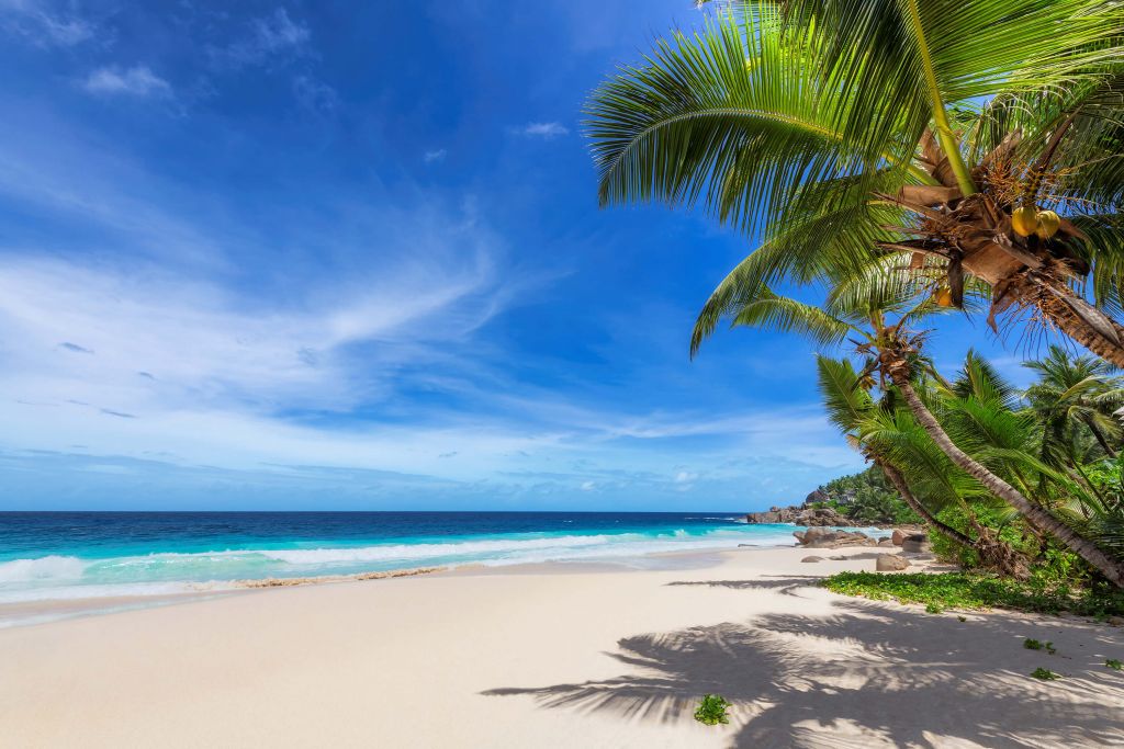 Plage tropicale avec palmier