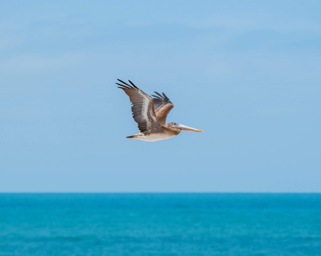 Pélican volant