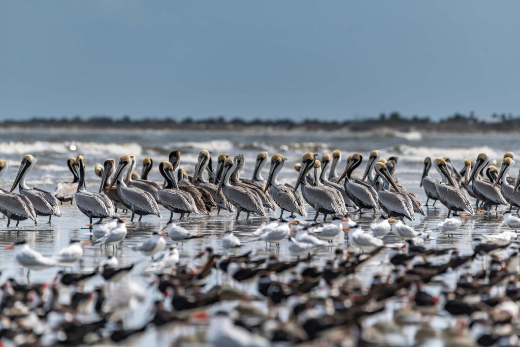 Groupe de pélicans