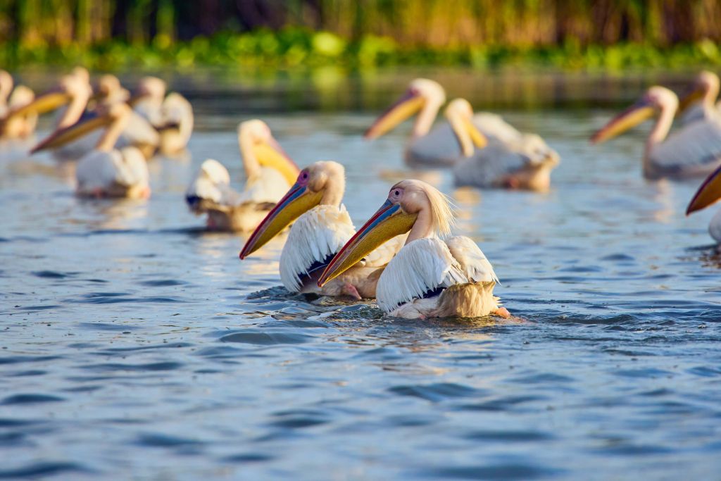 Pélicans dans la nature