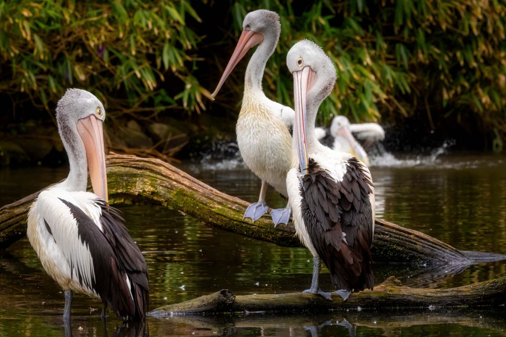 Pélicans australiens