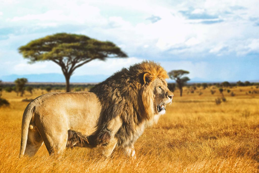 Lion dans la savane