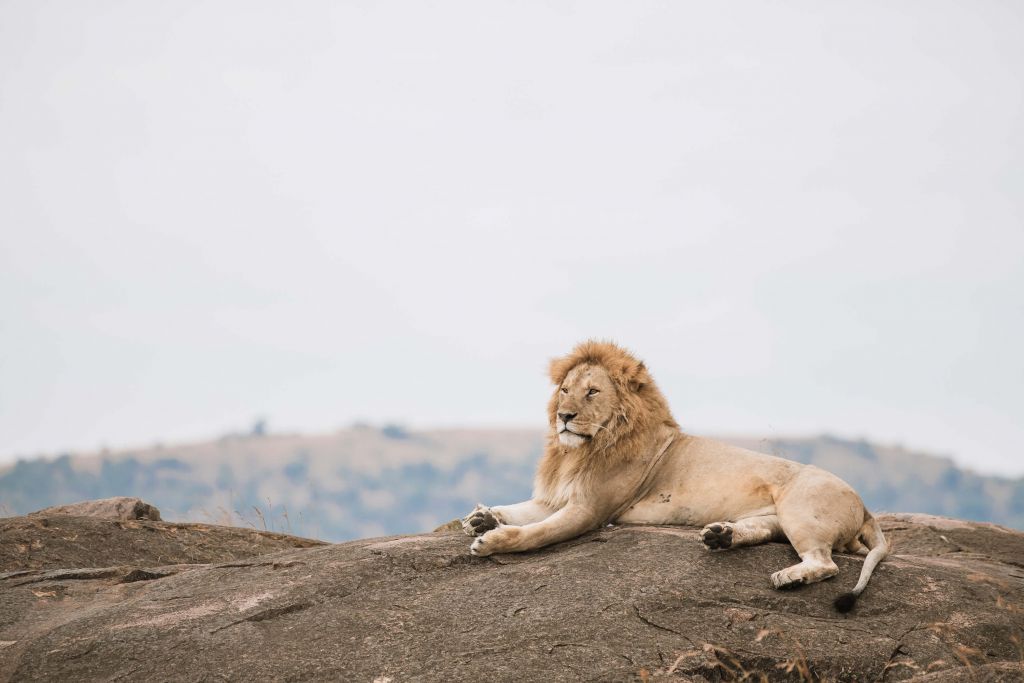 Lion sur un rocher