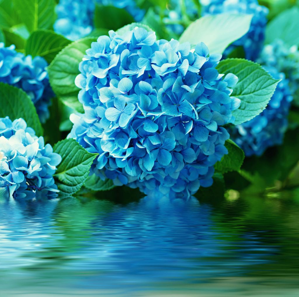 Hortensia dans l'eau