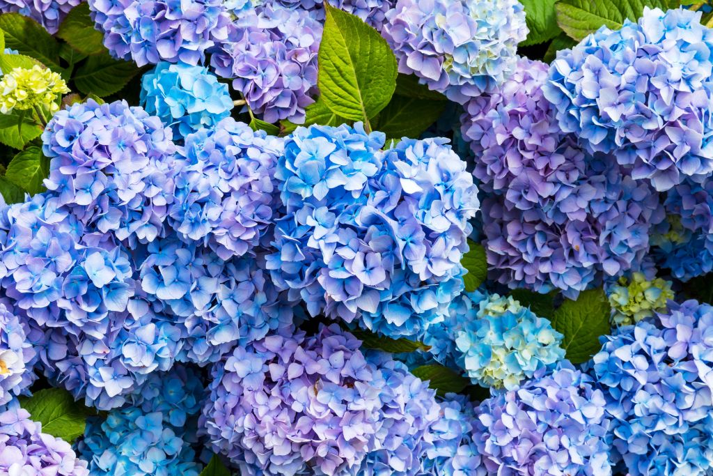Hortensias bleus en gros plan