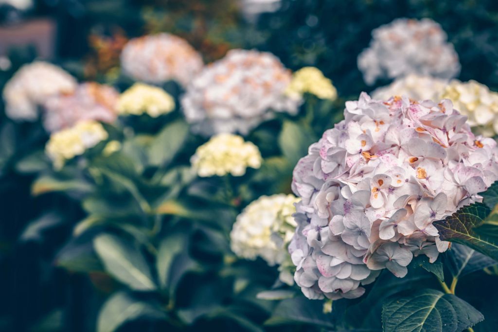 Hortensia rose