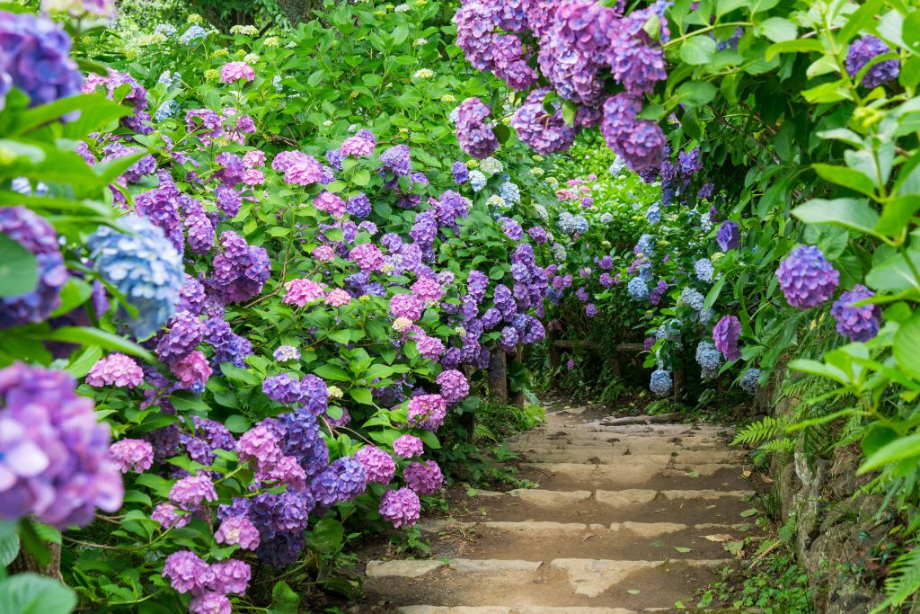 Hortensias dans un parc