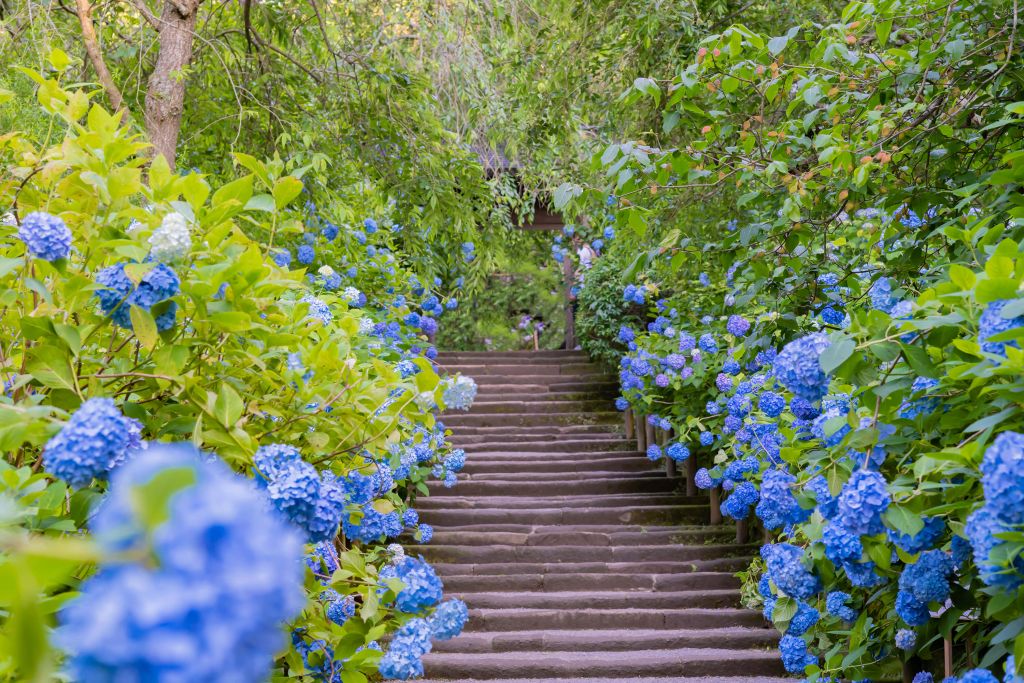 Fleurs bleues dans un parc