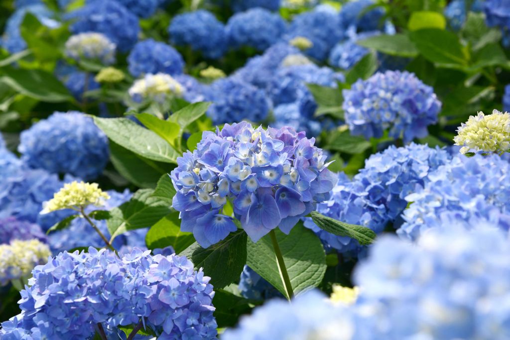 Hortensias bleus en fleurs
