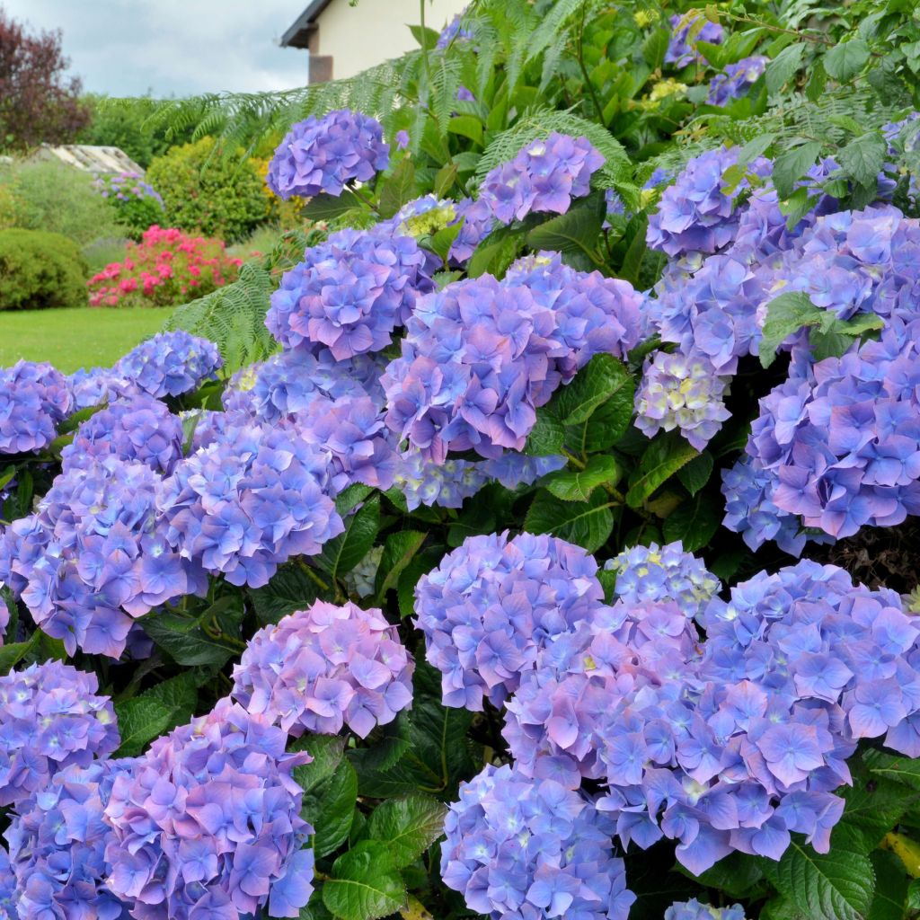 Hortensias en France