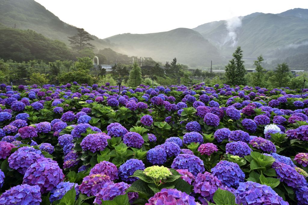 Hortensias à Beitou