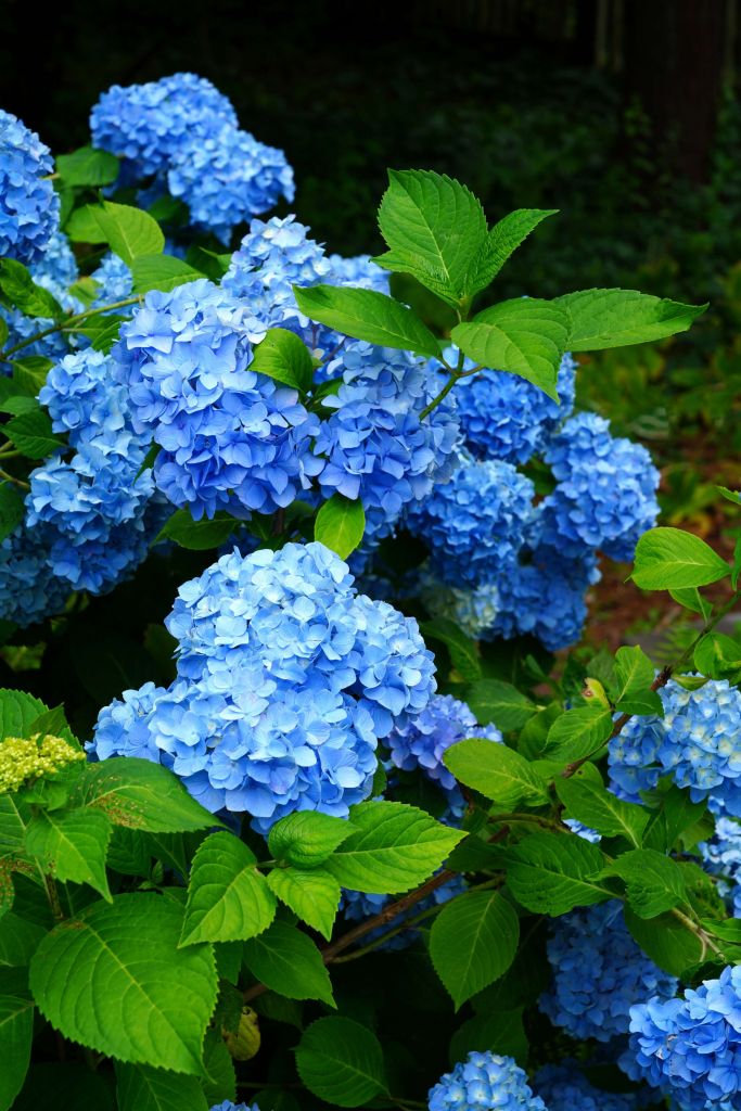 Hortensia bleu en fleurs