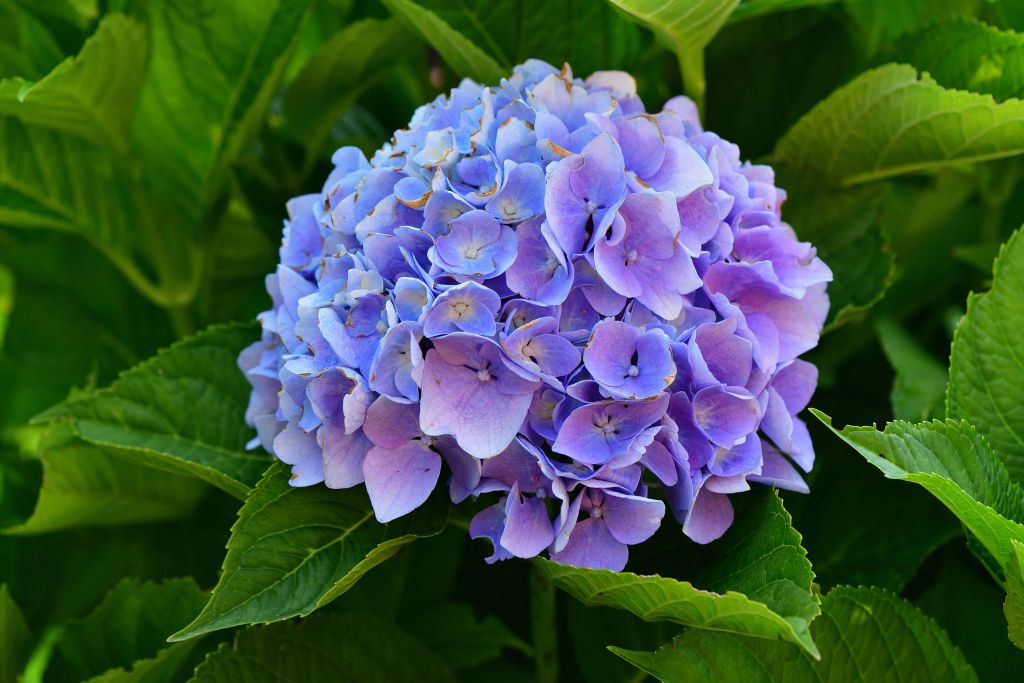Hortensia dans un jardin