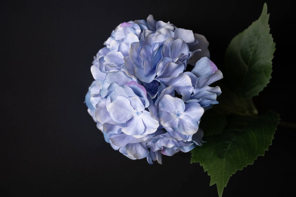 Hortensia