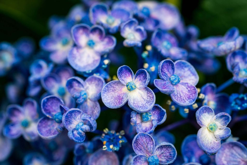 Gros plan sur des fleurs violettes