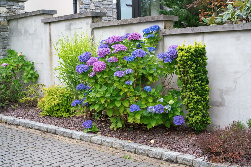 Hortensias en été