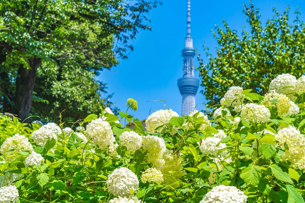Parc avec des hortensias