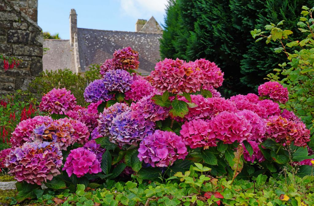 Hortensias roses et violets