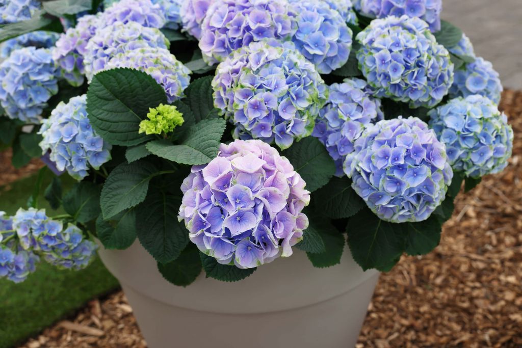 Hortensias dans un pot