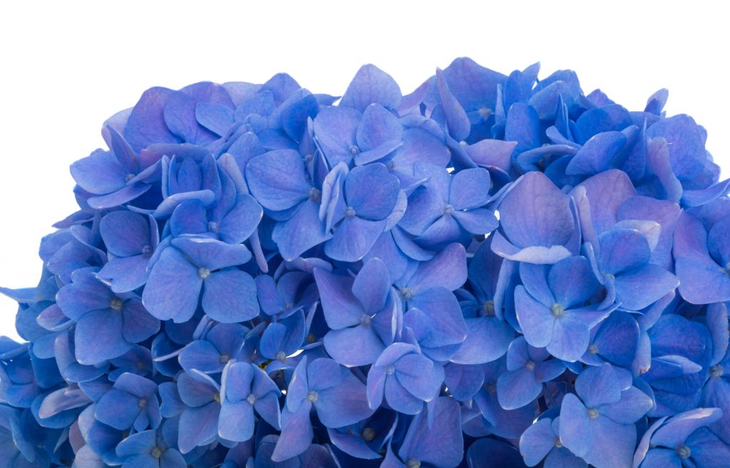 Hortensias en bleu