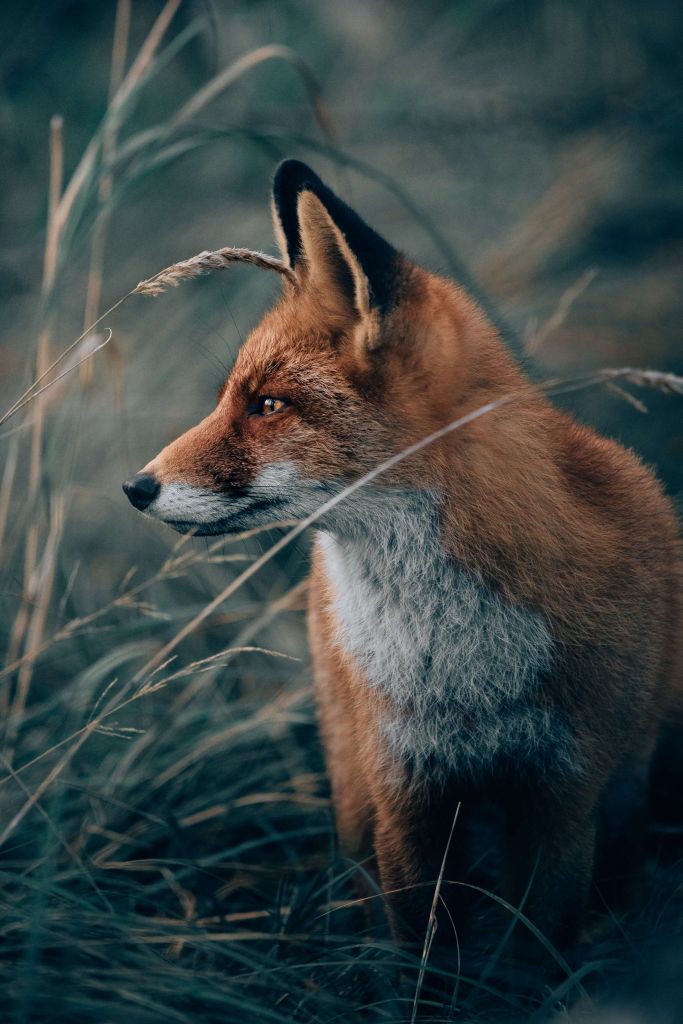 Renard dans les dunes