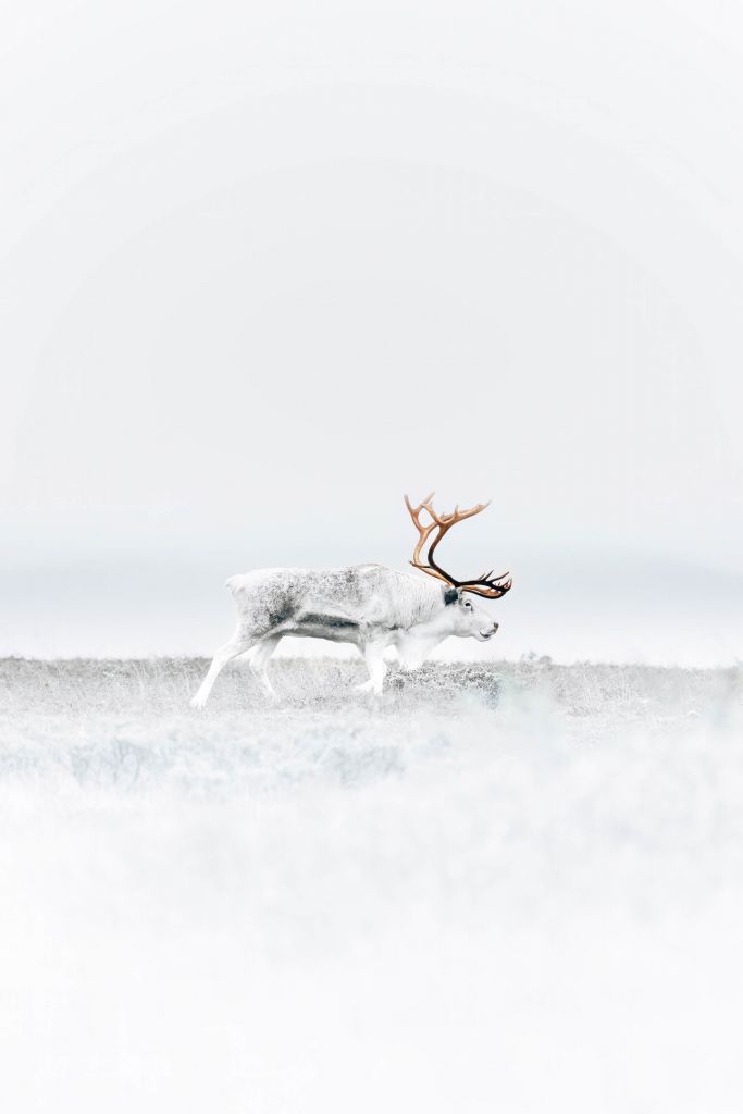 Renne blanc avec de grands bois