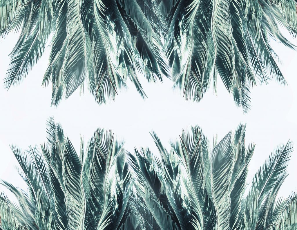 Feuilles de palmier bleu canard sur fond blanc