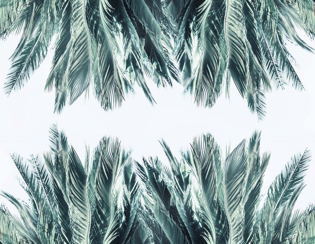 Feuilles de palmier bleu canard sur fond blanc