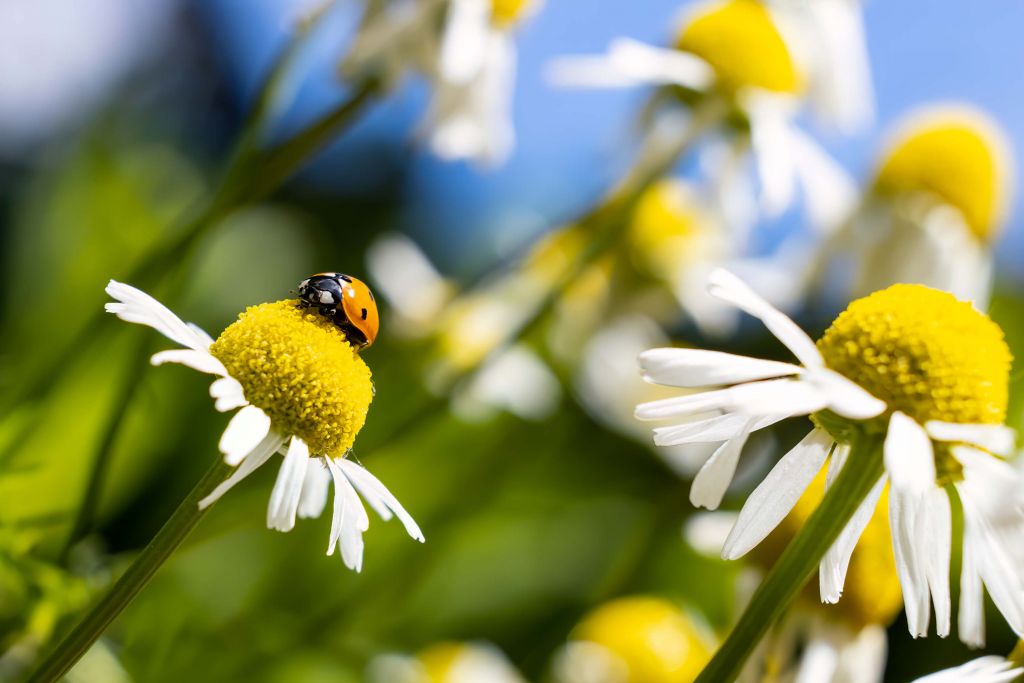 Une coccinelle sur des fleurs de camomille