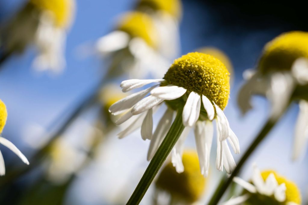 Fleurs de camomille