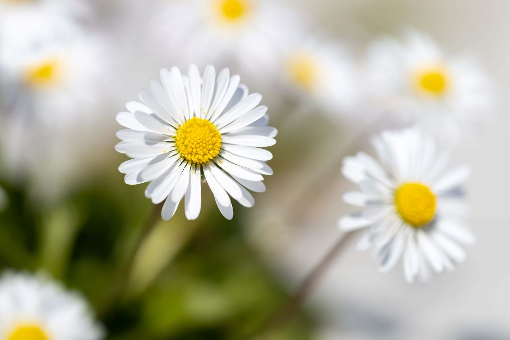 Marguerites entre les pavés